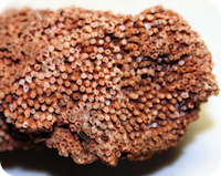 保湿力の高いサンゴの毛布