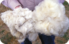 羊毛掛け布団の選び方